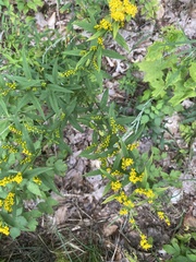 Solidago caesia
