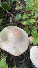 Leucoagaricus americanus