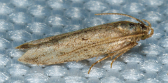Gelechioidea