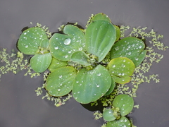Pistia stratiotes