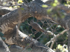 Baeolophus inornatus