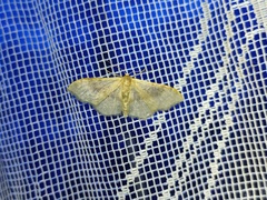 Idaea degeneraria