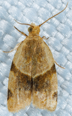 Clepsis peritana