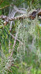 Evernia divaricata