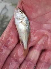 Bairdiella chrysoura