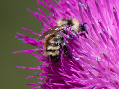 Bombus appositus