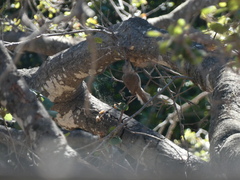 Baeolophus inornatus
