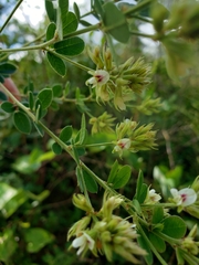 Lespedeza hirta