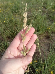 Eragrostis superba