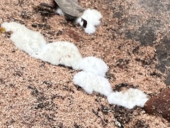Reticularia lycoperdon
