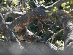 Baeolophus inornatus