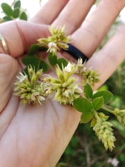 Lespedeza hirta