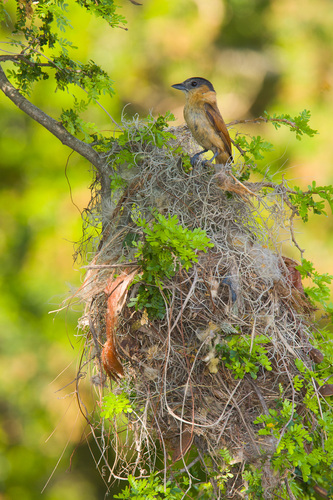 Rose-throated Becard