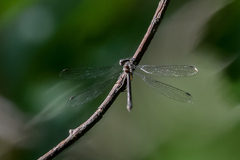 Lestes congener