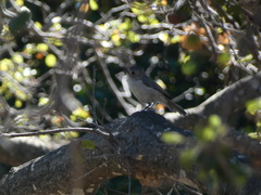 Baeolophus inornatus