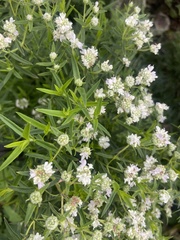 Pycnanthemum