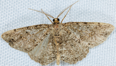 Melanolophia canadaria