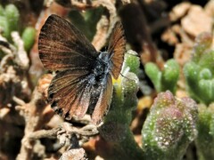 Brephidium exilis