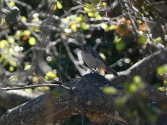 Baeolophus inornatus