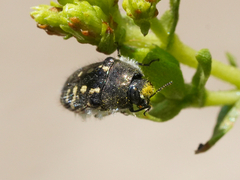 Acmaeodera bacchariphaga