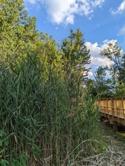 Phragmites australis australis