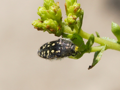 Acmaeodera bacchariphaga