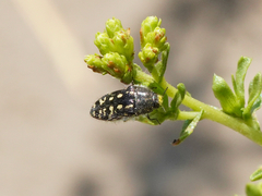Acmaeodera bacchariphaga