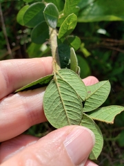 Lespedeza hirta