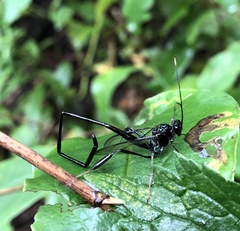 Pelecinus polyturator