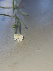 Epilobium ciliatum