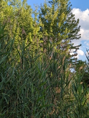 Phragmites australis australis