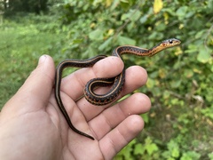 Thamnophis