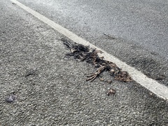 Porphyrio melanotus melanotus