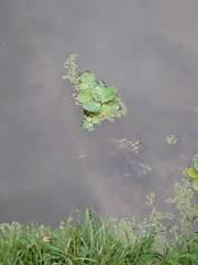 Pistia stratiotes