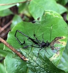 Pelecinus polyturator