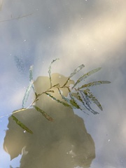Potamogeton crispus