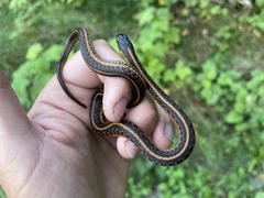 Thamnophis
