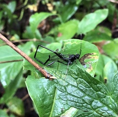 Pelecinus polyturator