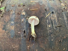 Agaricus pallens