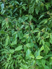 Cornus amomum