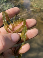 Potamogeton crispus