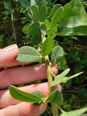 Lespedeza hirta