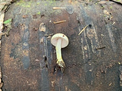Agaricus pallens