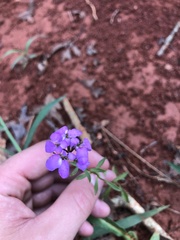 Iberis