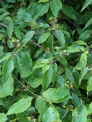 Cornus amomum