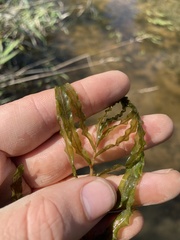 Potamogeton crispus