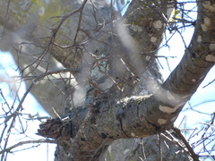 Baeolophus inornatus