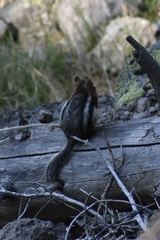 Callospermophilus lateralis