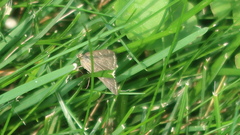 Achyra rantalis