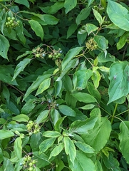 Cornus amomum